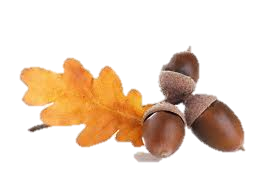 Acorn PNG image, free, acorns-738